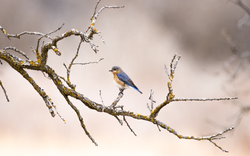 Bluebird Spring